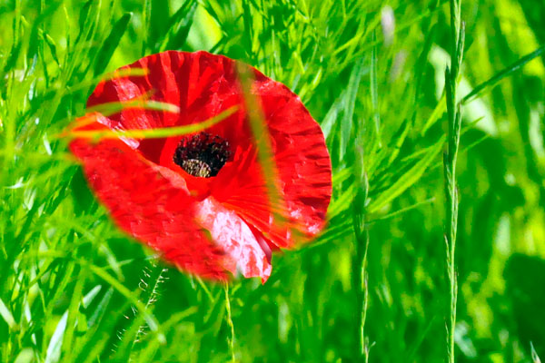 Flower near the parking lot